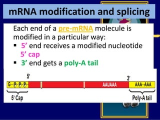 mRNA modification and splicing
Each end of a pre-mRNA molecule is
modified in a particular way:
 5’ end receives a modified nucleotide
5’ cap
 3’ end gets a poly-A tail
 