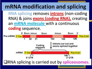 mRNA modification and splicing
RNA splicing removes introns (non-coding
RNA) & joins exons (coding RNA), creating
an mRNA molecule with a continuous
coding sequence.
RNA splicing is carried out by spliceosomes.
 