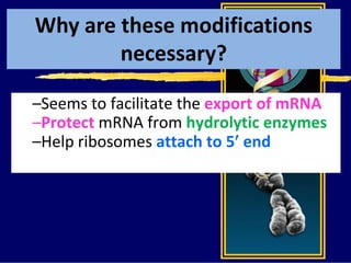 Why are these modifications
necessary?
–Seems to facilitate the export of mRNA
–Protect mRNA from hydrolytic enzymes
–Help ribosomes attach to 5 end
 