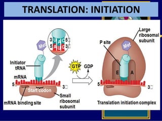 TRANSLATION: INITIATION
 