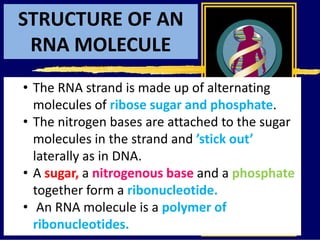 STRUCTURE OF AN
RNA MOLECULE
• The RNA strand is made up of alternating
molecules of ribose sugar and phosphate.
• The nitrogen bases are attached to the sugar
molecules in the strand and ’stick out’
laterally as in DNA.
• A sugar, a nitrogenous base and a phosphate
together form a ribonucleotide.
• An RNA molecule is a polymer of
ribonucleotides.
 