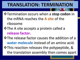TRANSLATION: TERMINATION
Termination occurs when a stop codon in
the mRNA reaches the A site of the
ribosome
The A site accepts a protein called a
release factor.
The release factor causes the addition of a
water molecule instead of an amino acid.
This reaction releases the polypeptide, &
the translation assembly then comes apart
 