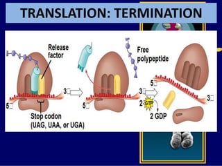TRANSLATION: TERMINATION
 