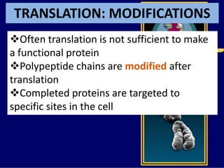 TRANSLATION: MODIFICATIONS
Often translation is not sufficient to make
a functional protein
Polypeptide chains are modified after
translation
Completed proteins are targeted to
specific sites in the cell
 