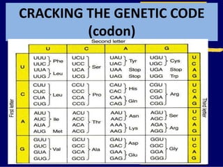 CRACKING THE GENETIC CODE
(codon)
 