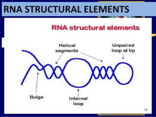 RNA STRUCTURAL ELEMENTS
 