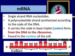 mRNA
• Single strand RNA nucleotides.
• A polynucleotide strand synthesized according
to the code of the DNA.
• It carries the code in base triplet (codon) form,
from the DNA to the ribosomes.
• Found in the nucleus of the cell.
 