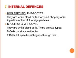 7. INTERNAL DEFENCES 
 NON SPECIFIC: PHAGOCYTE 
They are white blood cells. Carry out phagocytosis, 
ingestion of harmful foreign particles. 
 SPECIFIC: LYMPHOCYTE 
They are white blood cells. There are two types: 
B Cells: produce antibodies 
T Cells: kill specific pathogens through lisis. 
 