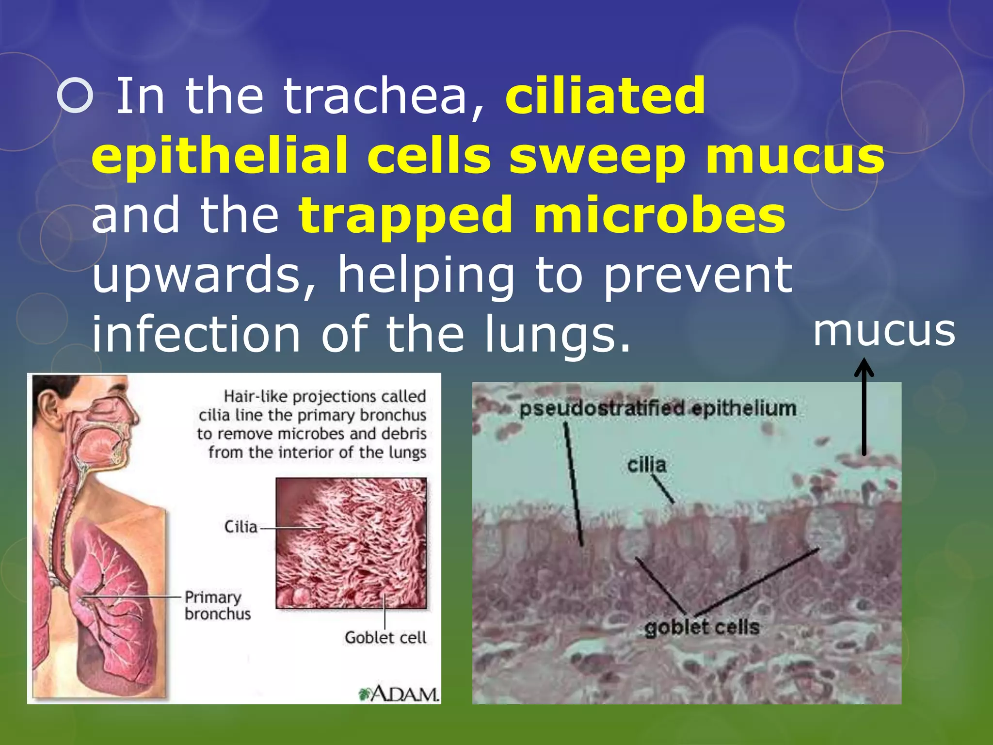  In the trachea, ciliated
epithelial cells sweep mucus
and the trapped microbes
upwards, helping to prevent
infection of the lungs. mucus
 
