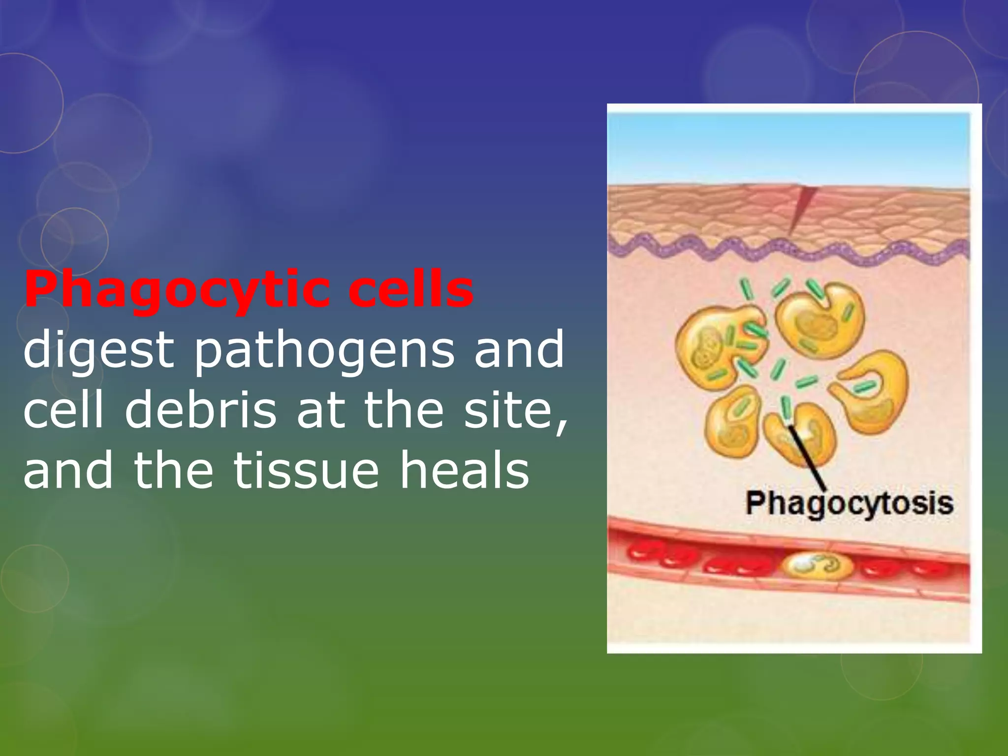 Phagocytic cells
digest pathogens and
cell debris at the site,
and the tissue heals
 