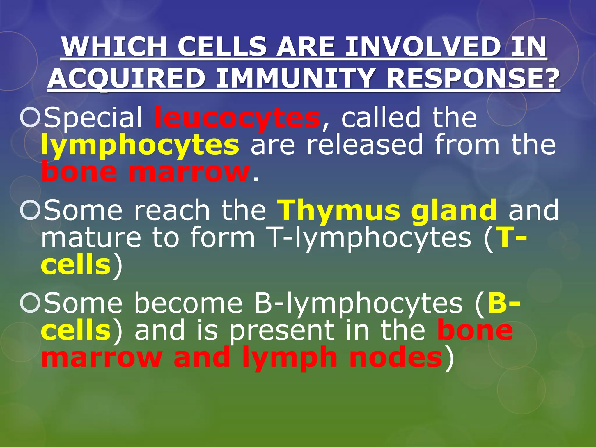 WHICH CELLS ARE INVOLVED IN
ACQUIRED IMMUNITY RESPONSE?
Special leucocytes, called the
lymphocytes are released from the
bone marrow.
Some reach the Thymus gland and
mature to form T-lymphocytes (T-
cells)
Some become B-lymphocytes (B-
cells) and is present in the bone
marrow and lymph nodes)
 
