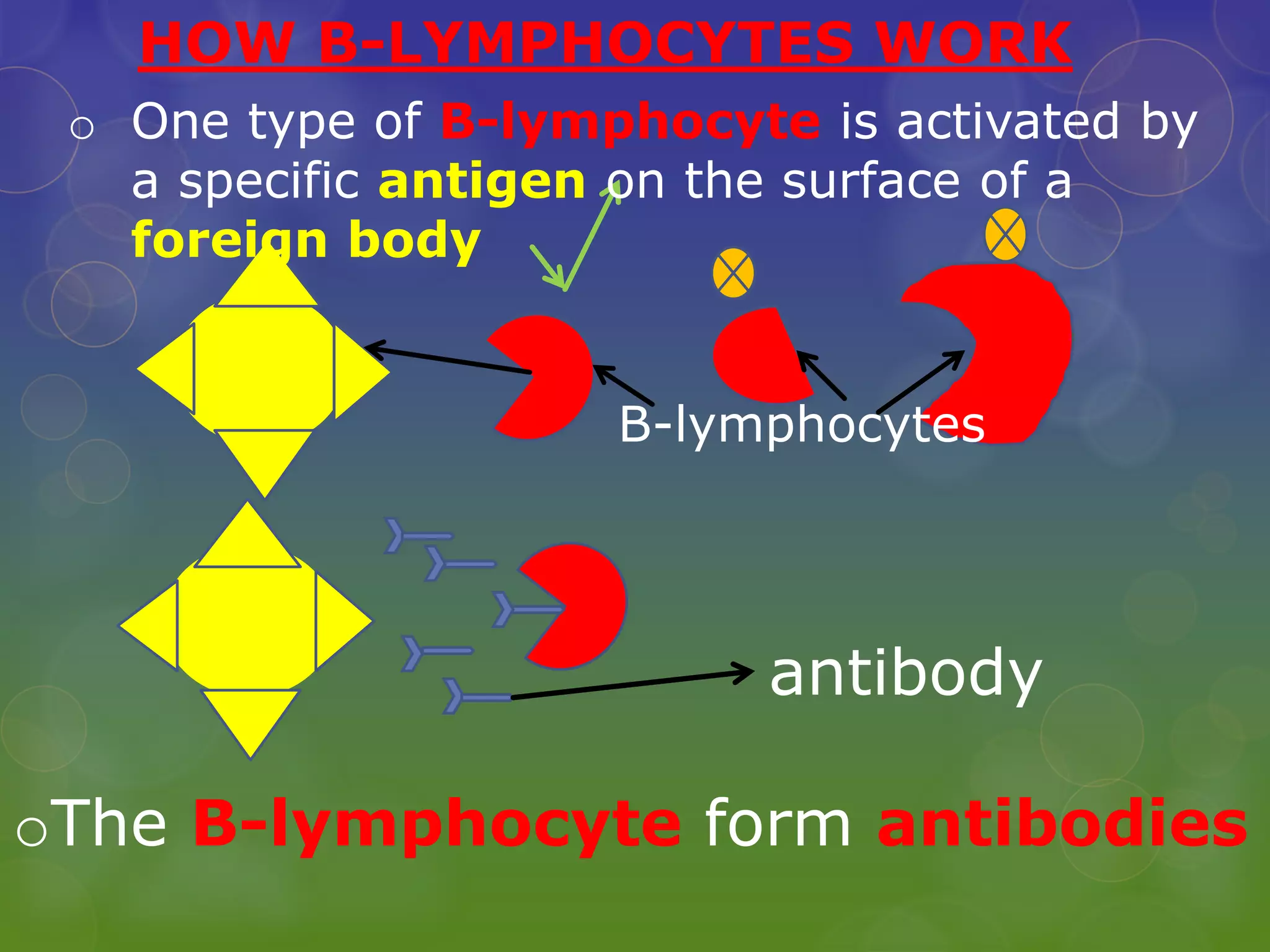 HOW B-LYMPHOCYTES WORK
antibody
B-lymphocytes
oThe B-lymphocyte form antibodies
o One type of B-lymphocyte is activated by
a specific antigen on the surface of a
foreign body
 
