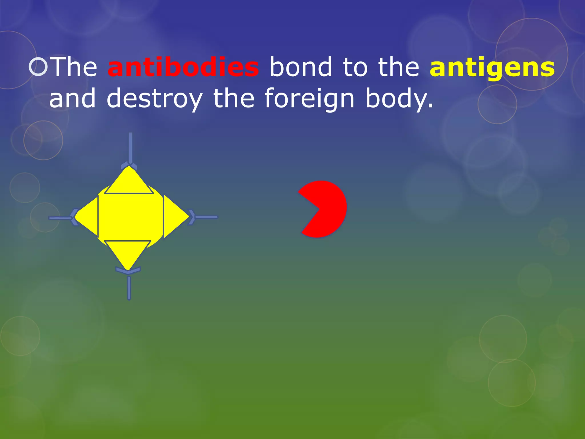 The antibodies bond to the antigens
and destroy the foreign body.
 