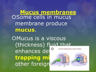 Mucus membranes
Some cells in mucus
membrane produce
mucus.
Mucus is a viscous
(thickness) fluid that
enhances defences –
trapping microbes and
other foreign particles
 