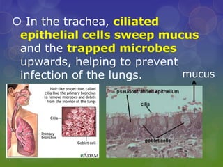  In the trachea, ciliated
epithelial cells sweep mucus
and the trapped microbes
upwards, helping to prevent
infection of the lungs. mucus
 