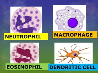 NEUTROPHIL MACROPHAGE
EOSINOPHIL DENDRITIC CELL
 