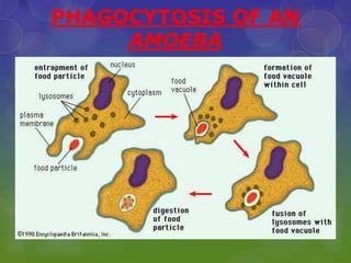 PHAGOCYTOSIS OF AN
AMOEBA
 