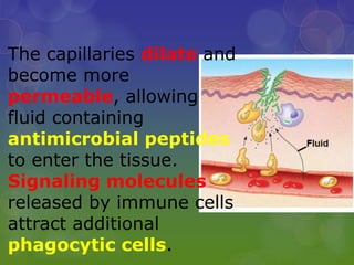 The capillaries dilate and
become more
permeable, allowing
fluid containing
antimicrobial peptides
to enter the tissue.
Signaling molecules
released by immune cells
attract additional
phagocytic cells.
 
