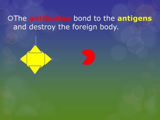 The antibodies bond to the antigens
and destroy the foreign body.
 