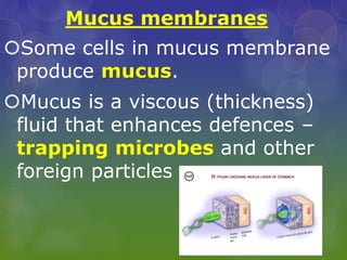 Mucus membranes
Some cells in mucus membrane
produce mucus.
Mucus is a viscous (thickness)
fluid that enhances defences –
trapping microbes and other
foreign particles
 