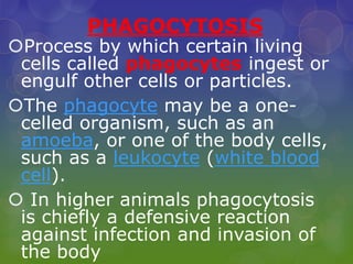 PHAGOCYTOSIS
Process by which certain living
cells called phagocytes ingest or
engulf other cells or particles.
The phagocyte may be a one-
celled organism, such as an
amoeba, or one of the body cells,
such as a leukocyte (white blood
cell).
 In higher animals phagocytosis
is chiefly a defensive reaction
against infection and invasion of
the body
 
