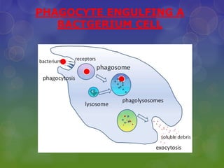 PHAGOCYTE ENGULFING A
BACTGERIUM CELL
 