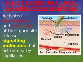 MAJOR EVENTS IN A LOCAL
INFLAMMATORY RESPONSE
Activated
macrophages
and mast cells
at the injury site
release
signalling
molecules that
act on nearby
capillaries.
 