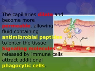The capillaries dilate and
become more
permeable, allowing
fluid containing
antimibrobial peptides
to enter the tissue.
Signaling molecules
released by immune cells
attract additional
phagocytic cells.
 