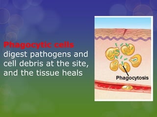 Phagocytic cells
digest pathogens and
cell debris at the site,
and the tissue heals
 