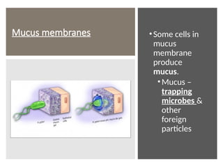 Mucus membranes •Some cells in
mucus
membrane
produce
mucus.
•Mucus –
trapping
microbes &
other
foreign
particles
 