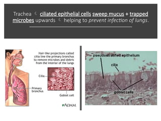 Trachea  ciliated epithelial cells sweep mucus + trapped
microbes upwards  helping to prevent infection of lungs.
 