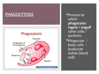PHAGOCYTOSIS Process by
which
phagocytes
ingest / engulf
other cells /
particles.
Phagocyte 
body cells 
leukocyte
(white blood
cell).
 