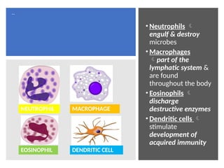 Different types of
:
• Neutrophils 
engulf & destroy
microbes
• Macrophages
part of the
lymphatic system &
are found
throughout the body
• Eosinophils 
discharge
destructive enzymes
• Dendritic cells 
stimulate
development of
acquired immunity
NEUTROPHIL MACROPHAGE
EOSINOPHIL DENDRITIC CELL
 