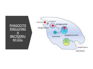 PHAGOCYTE
ENGULFING
A
BACTGERIU
M CELL
 