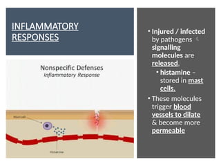 INFLAMMATORY
RESPONSES
• Injured / infected
by pathogens 
signalling
molecules are
released,
• histamine –
stored in mast
cells.
• These molecules
trigger blood
vessels to dilate
& become more
permeable
 
