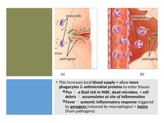 • This increases local blood supply + allow more
phagocytes & antimicrobial proteins to enter tissues
Pus  a fluid rich in WBC, dead microbes, + cell
debris  accumulates at site of inflammation
Fever systemic inflammatory response triggered
by pyrogens (released by macrophages) + toxins
(from pathogens)
 