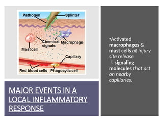 MAJOR EVENTS IN A
LOCAL INFLAMMATORY
RESPONSE
•Activated
macrophages &
mast cells at injury
site release
signaling
molecules that act
on nearby
capillaries.
 