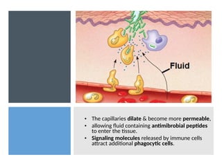 • The capillaries dilate & become more permeable,
• allowing fluid containing antimibrobial peptides
to enter the tissue.
• Signaling molecules released by immune cells
attract additional phagocytic cells.
 