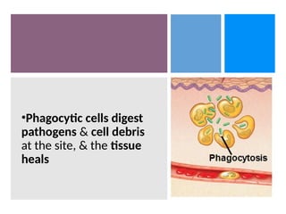 •Phagocytic cells digest
pathogens & cell debris
at the site, & the tissue
heals
 
