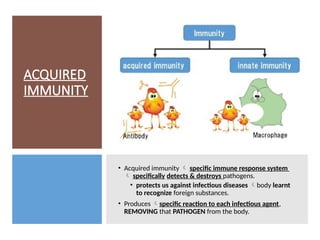 ACQUIRED
IMMUNITY
• Acquired immunity  specific immune response system
 specifically detects & destroys pathogens.
• protects us against infectious diseases body learnt
to recognize foreign substances.
• Produces specific reaction to each infectious agent,
REMOVING that PATHOGEN from the body.
 
