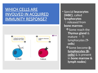 WHICH CELLS ARE
INVOLVED IN ACQUIRED
IMMUNITY RESPONSE?
• Special leucocytes
(WBC), called
lymphocytes
released from
bone marrow.
Some reach the
Thymus gland &
mature  T-
lymphocytes (T-
cells)
Some become B-
lymphocytes (B-
cells) & is present
in bone marrow &
lymph nodes)
 