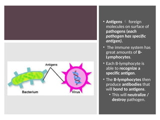 • Antigens  foreign
molecules on surface of
pathogens (each
pathogen has specific
antigen).
• The immune system has
great amounts of B-
Lymphocytes.
• Each B-lymphocyte is
able to recognize a
specific antigen.
• The B-lymphocytes then
produce antibodies that
will bond to antigens.
• This will neutralize /
destroy pathogen.
 