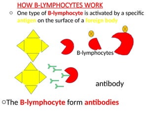 HOW B-LYMPHOCYTES WORK
antibody
B-lymphocytes
oThe B-lymphocyte form antibodies
o One type of B-lymphocyte is activated by a specific
antigen on the surface of a foreign body
 