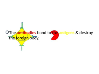 The antibodies bond to the antigens & destroy
the foreign body.
 