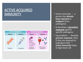 ACTIVE ACQUIRED
IMMUNITY • Active immunity  a
person has already
been exposed to
antigens (from
pathogens)
• & develops a secondary
response against
specific pathogens.
• Vaccinations  develop
primary response, then
if they are exposed to
pathogens later 
active immunity helps
to fight them off.
 