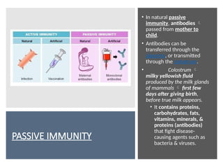 PASSIVE IMMUNITY
• In natural passive
immunity, antibodies 
passed from mother to
child.
• Antibodies can be
transferred through the
placenta, or transmitted
through the colostrum.
• Colostrum 
milky yellowish fluid
produced by the milk glands
of mammals  first few
days after giving birth,
before true milk appears.
• It contains proteins,
carbohydrates, fats,
vitamins, minerals, &
proteins (antibodies)
that fight disease-
causing agents such as
bacteria & viruses.
 