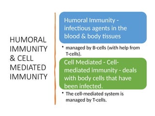 HUMORAL
IMMUNITY
& CELL
MEDIATED
IMMUNITY
Humoral Immunity -
infectious agents in the
blood & body tissues
• managed by B-cells (with help from
T-cells).
Cell Mediated - Cell-
mediated immunity - deals
with body cells that have
been infected.
• The cell-mediated system is
managed by T-cells.
 