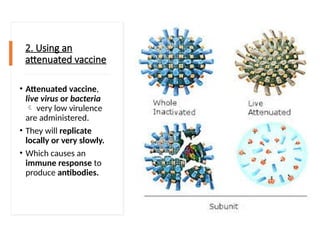 2. Using an
attenuated vaccine
• Attenuated vaccine,
live virus or bacteria
 very low virulence
are administered.
• They will replicate
locally or very slowly.
• Which causes an
immune response to
produce antibodies.
 