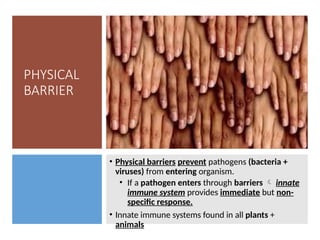 PHYSICAL
BARRIER
• Physical barriers prevent pathogens (bacteria +
viruses) from entering organism.
• If a pathogen enters through barriers  innate
immune system provides immediate but non-
specific response.
• Innate immune systems found in all plants +
animals
 