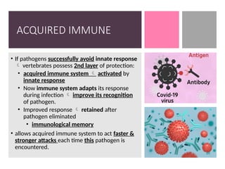 ACQUIRED IMMUNE
• If pathogens successfully avoid innate response
vertebrates possess
 2nd layer of protection:
• acquired immune system  activated by
innate response
• Now immune system adapts its response
during infection  improve its recognition
of pathogen.
• Improved response  retained after
pathogen eliminated
• immunological memory
• allows acquired immune system to act faster &
stronger attacks each time this pathogen is
encountered.
 
